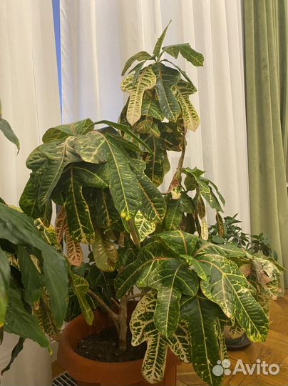 Кашпо Lechuza 75/40