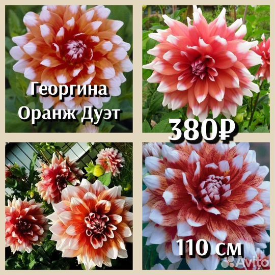 Георгины клубни декоративные