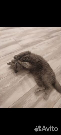 Британская