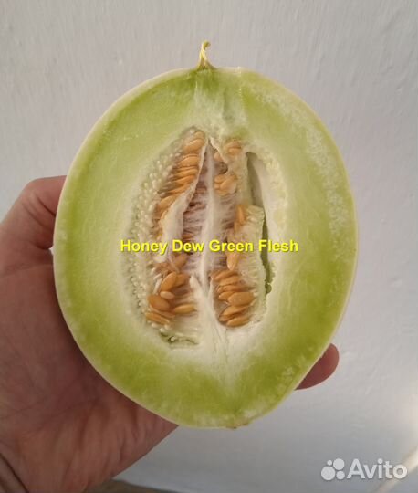 Дыня Медовая роса - 15 семян