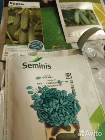 Рассада, огурцов, Герман, кураж, пасалимо, фирмен