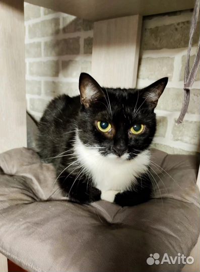 Кошечка Василиса Прекрасная ищет дом