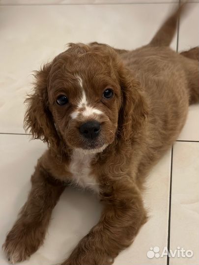 Щенки кавапу