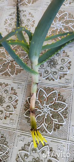 Алоэ и Каланхоэ