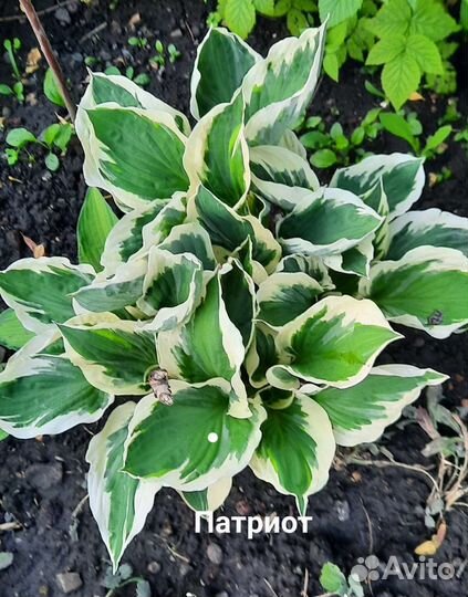 Цветы многолетник хоста гейхера