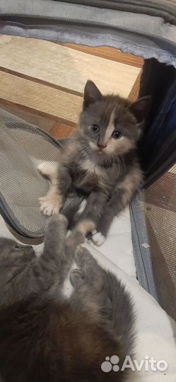 Котята в добрые руки 1 месяц