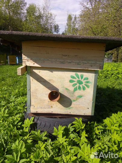 Улей-нуклеус