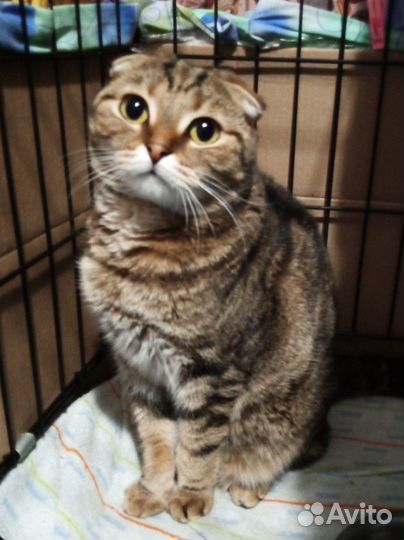 Шотландская вислоухая