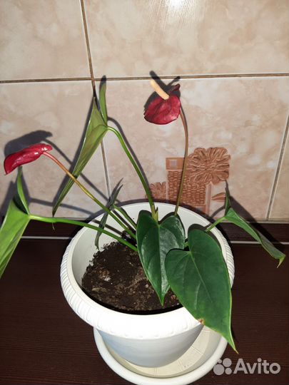 Антуриум(мужское счастье)