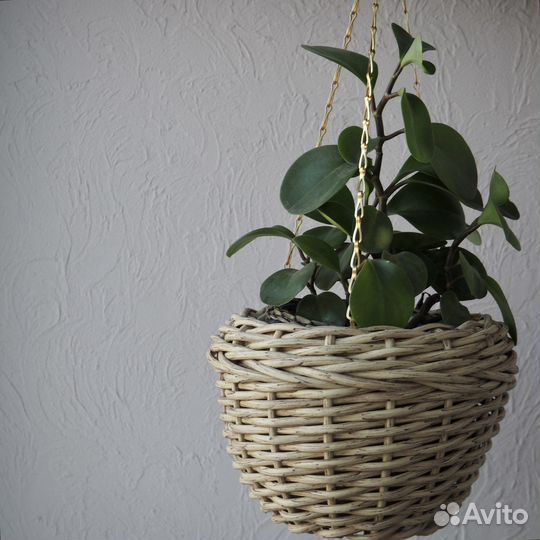 Подвесные кашпо из ротанга