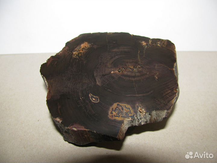 Окаменелое дерево (срез, горбушка)