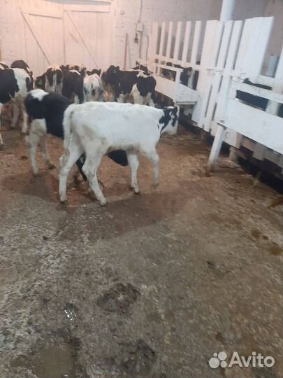 Бычки телята от 1мес