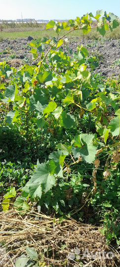 Саженцы винограда