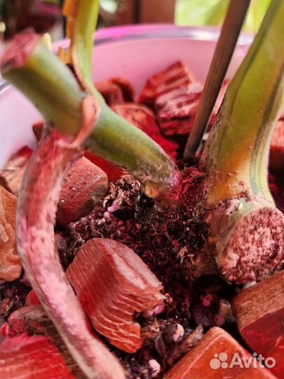 Монстера Yellow splash