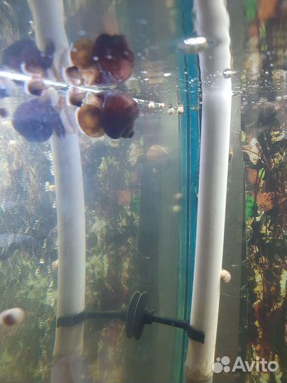 Улитки аквариумные