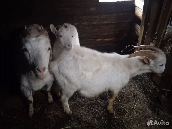 Коза дойная молочная