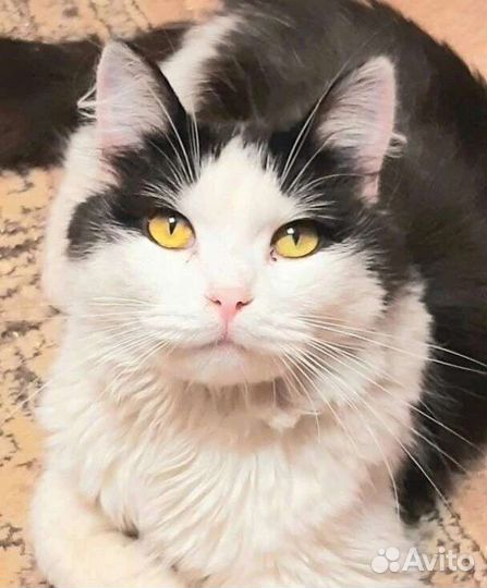 Феликс ищет любящих хозяев