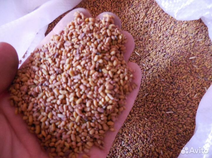 Семена фацелии