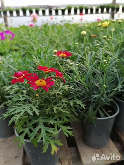 Аргерантемум