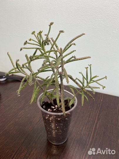 Каланхоэ, алоэ