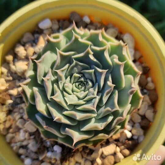 Суккуленты Корея