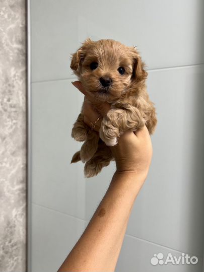 Мальтипу Ф1 микро девочка и мальчик experience