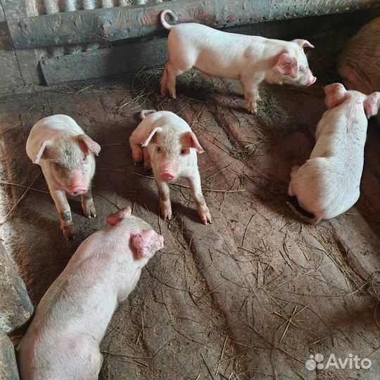 Поросята ландрас с крупной белой