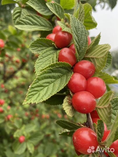 Вишня сведесобранная