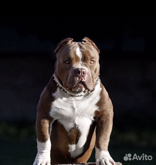 Американский булли вязка, щенки в наличии