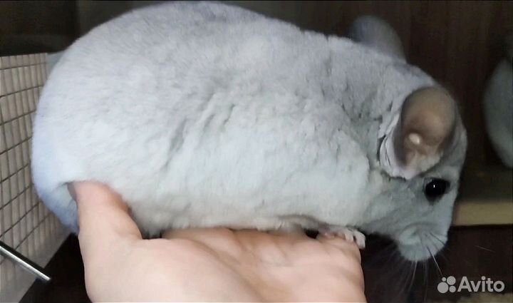 Шиншилла девочка
