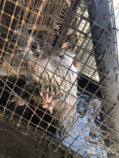 Продажа нутрий