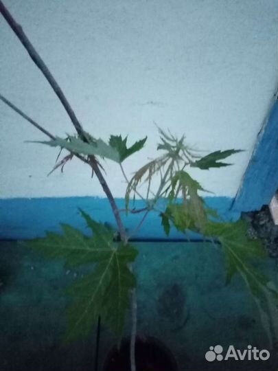 Клен Виери серебристый