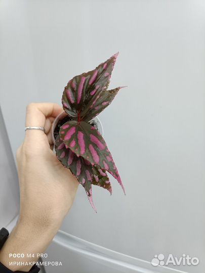 Бегонии декоративно-лиственные(флорариумные)