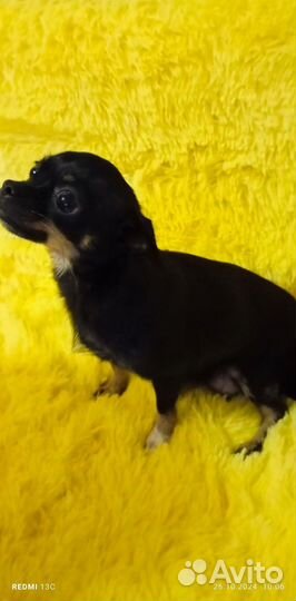 Малыши Чихуа-хуа