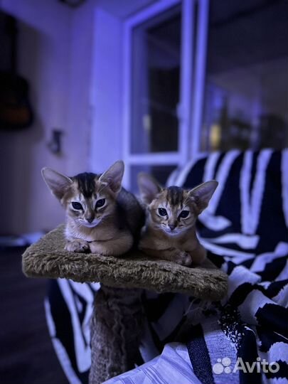 Абиссинские котята