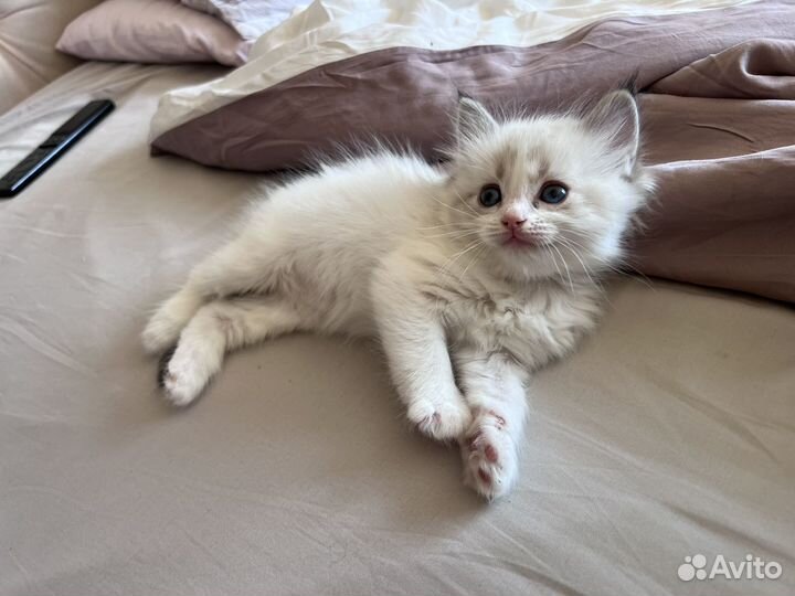 Котята рэгдолл