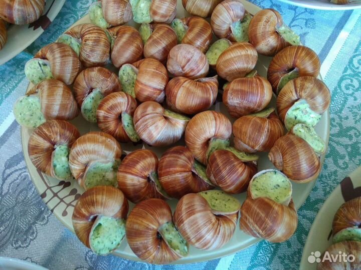 Улитка виноградная