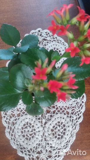 Цветок каланхое