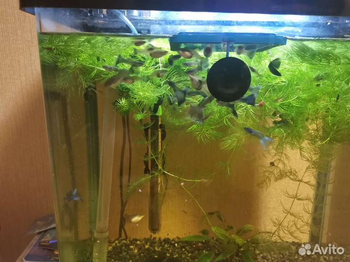 Аквариумные рыбки