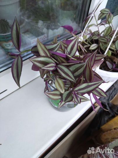 Хлорофитум