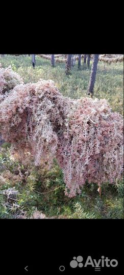 Мох сфагнум сухой