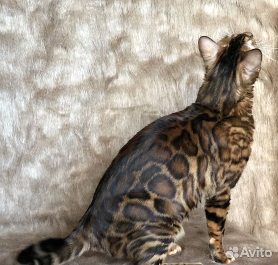 Бенгальский кот
