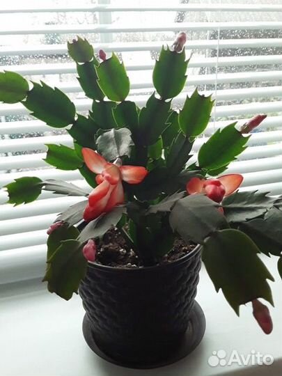 Кактусы и суккуленты