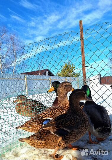 Домашние дикие утки