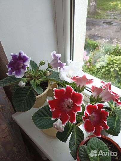 Глоксиния цветущая