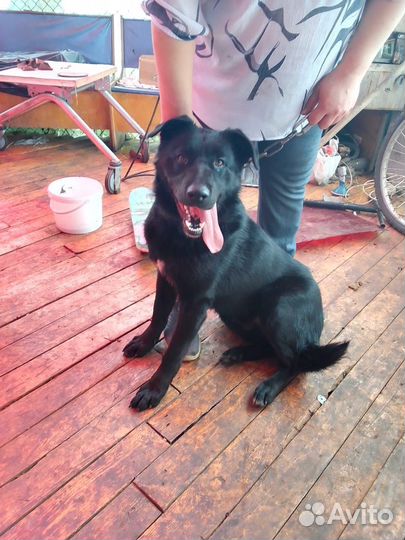 Собака самец.1.5 года