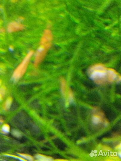 Аквариумные креветки