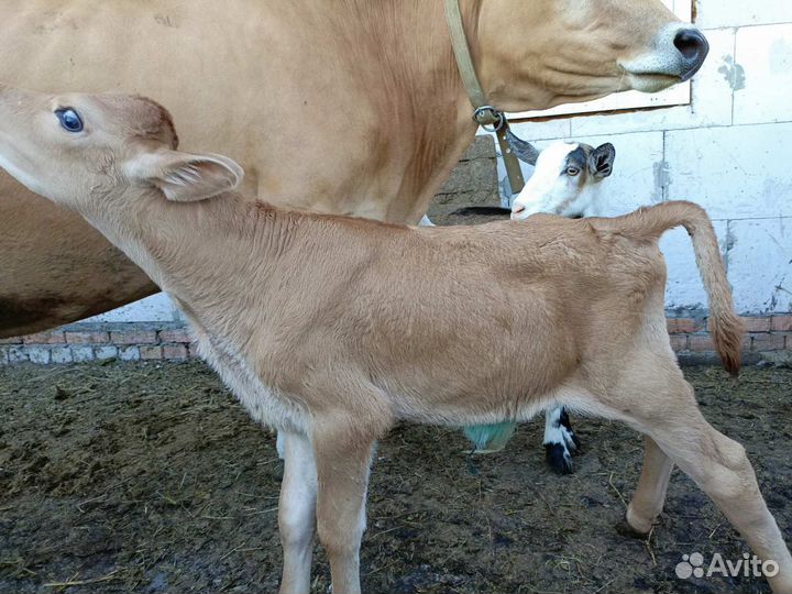 Бычок Джерси