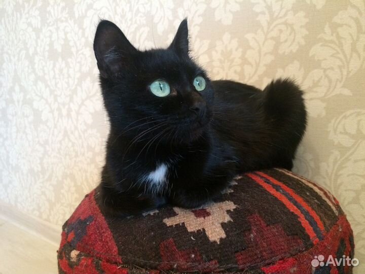 Лекси - роскошная, молодая, чёрная кошка в дар