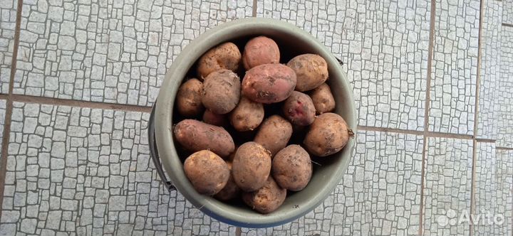 Продам картофель